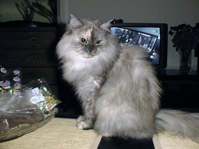 Lilu007.jpg