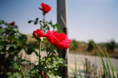 13520037.jpg
