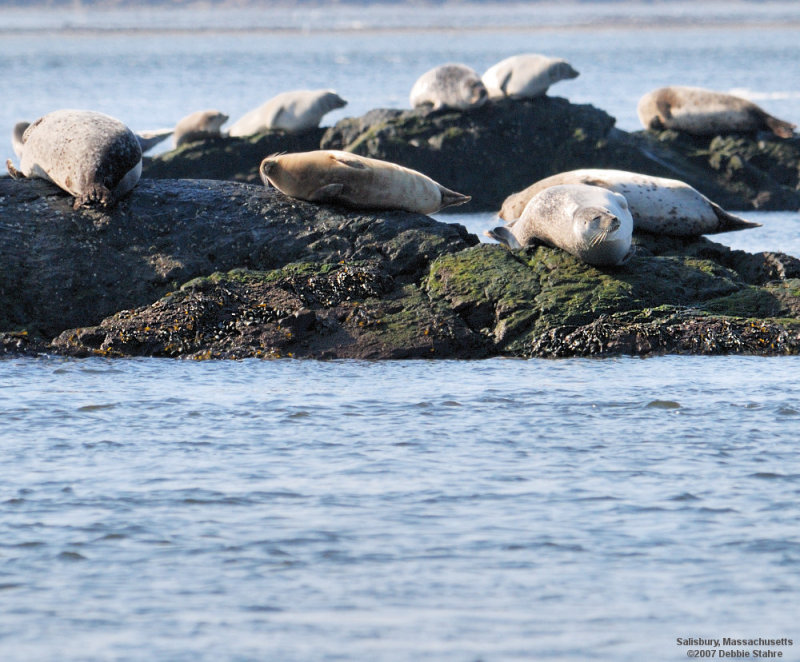 Harbor Seals