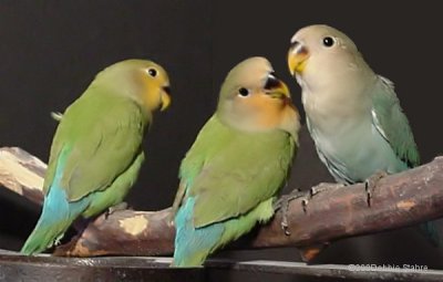 Baby Lovebirds