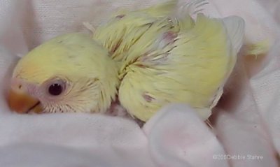 Baby Creamino Lovebird