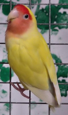 Peach-faced Lovebird