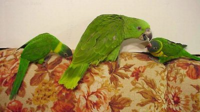 Baby YN Amazon & Edwards Lorikeets