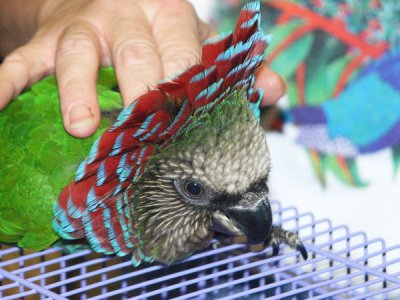 Hawk-headed Parrot In Pet Store