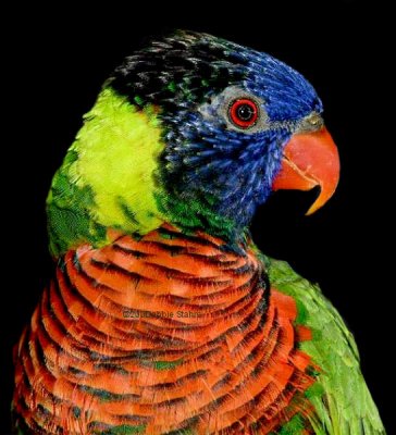Parrots & Cagebirds (pre 2021)