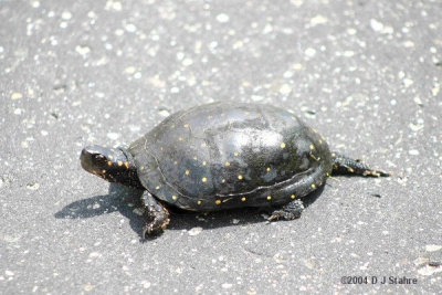 Spotted Turtle Crossing Road