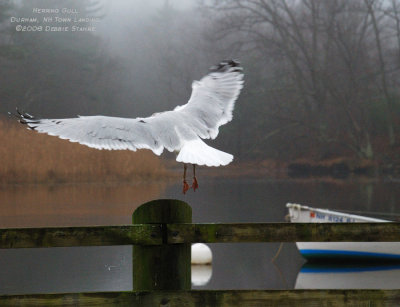 Foggy Day Gull