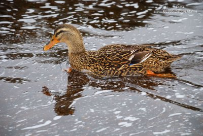 Swimming Duck