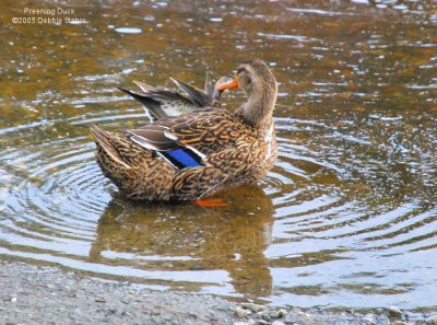 Preening Time