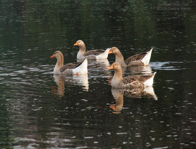 The Lamprey River Clan