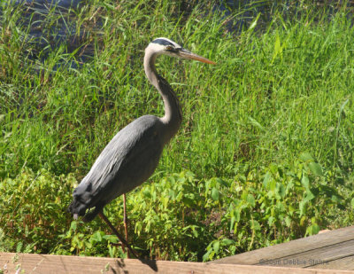 Heron Stalking Chipmunk