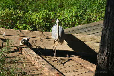 Heron Stalking  Chipmunk