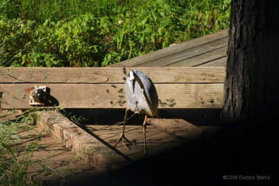 Heron Stalking  Chipmunk