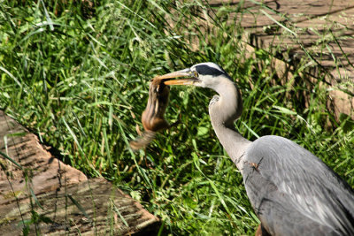 Heron Holding Chipmunk