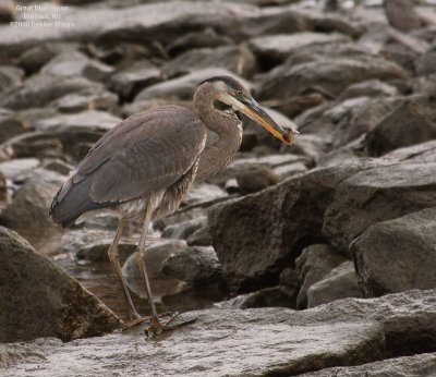 DSC_2605-Heron.jpg