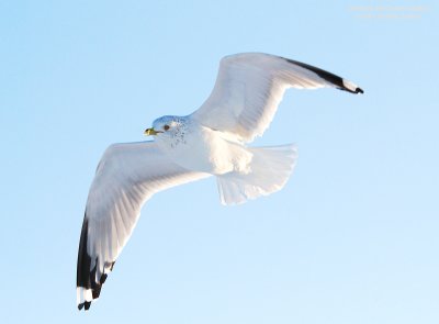 DSC_5054-Gull.jpg