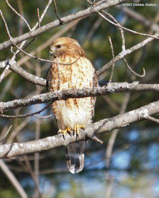 Hawk on Branch