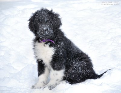 Sophie Bear Sitting In Snow