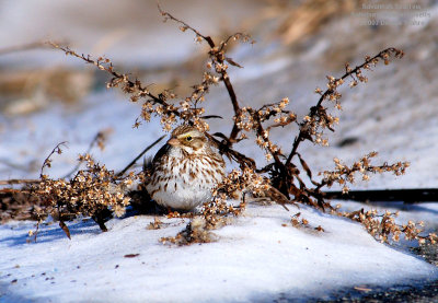 Ipswitch Variety Savannah Sparrow