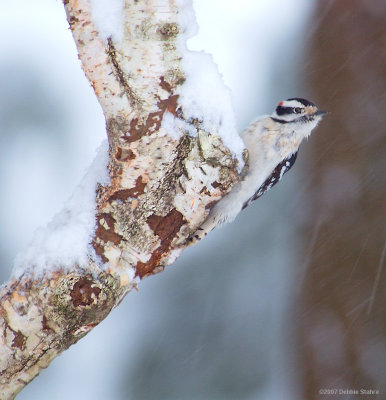 Downy Woodpecker In Snow Storm