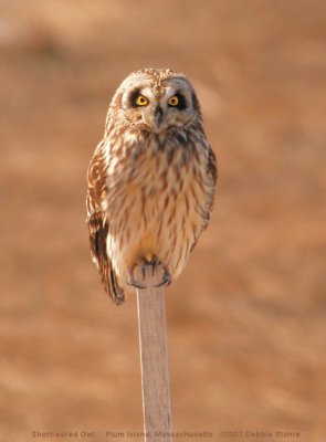 Short-eared Owl