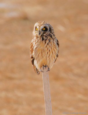 Alert Short-eared Owl