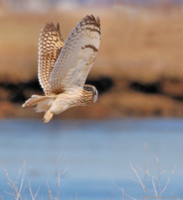 Flight Over The Marsh