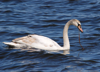Immature Swan