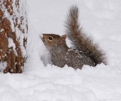 Grey Squirrel Playing In Snow