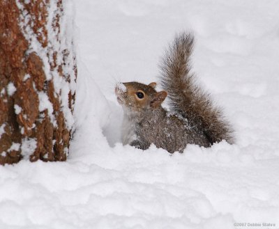 Squirrel Playing In Snow