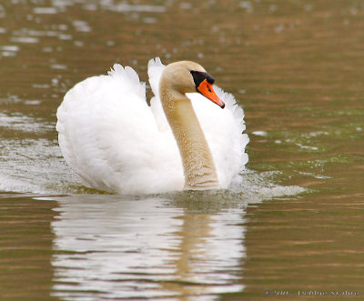 Mute Swan