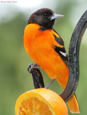 Northern Oriole