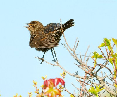 Out On A Limb