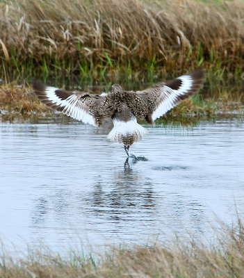 Dance Of The Willet
