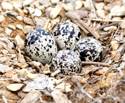 Killdeer Nest Series
