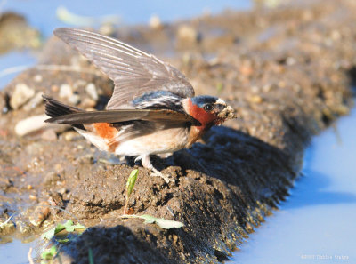 Gallery Of Cliff Swallows > > >