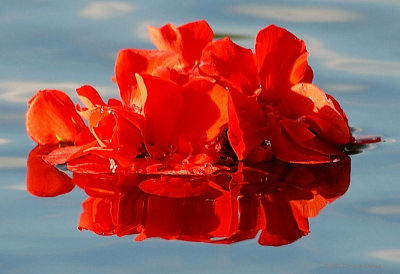 Geranium Head Floating in Sky Colored Water