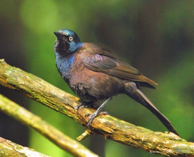 Common Grackle