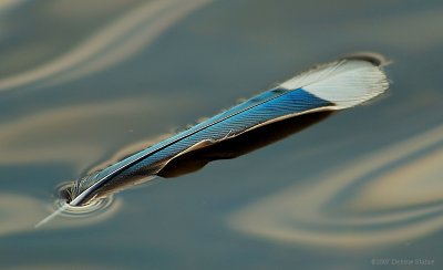 Blue Jay Feather On Pond