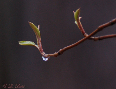 A twig in time 085.jpg