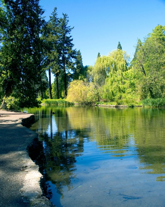 Reflections In The Pond