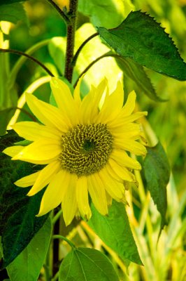 Sun Flower