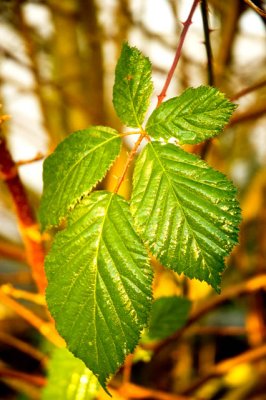 Shining Leaves