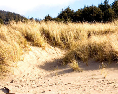 Sand, Grass, And Trees