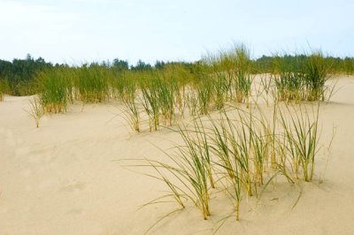 Sand And Grass