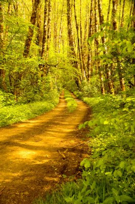 Old Logging Road
