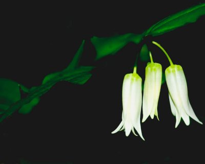 Wild Flowers