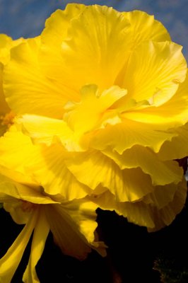 Begonia