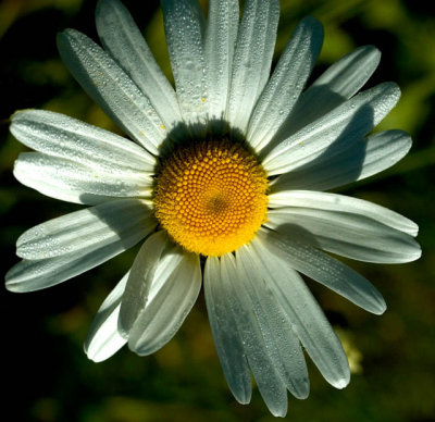 Daisy