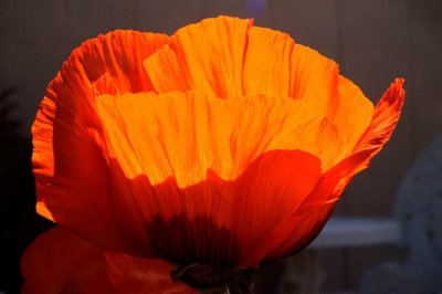Sunlit Poppy